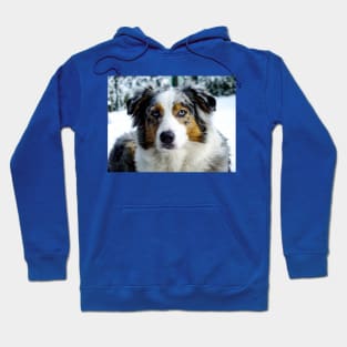 miniature american shepherd blue merle third Hoodie